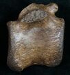 Edmontosaurus (Hadrosaur) Vertebrae - Montana #10263-1